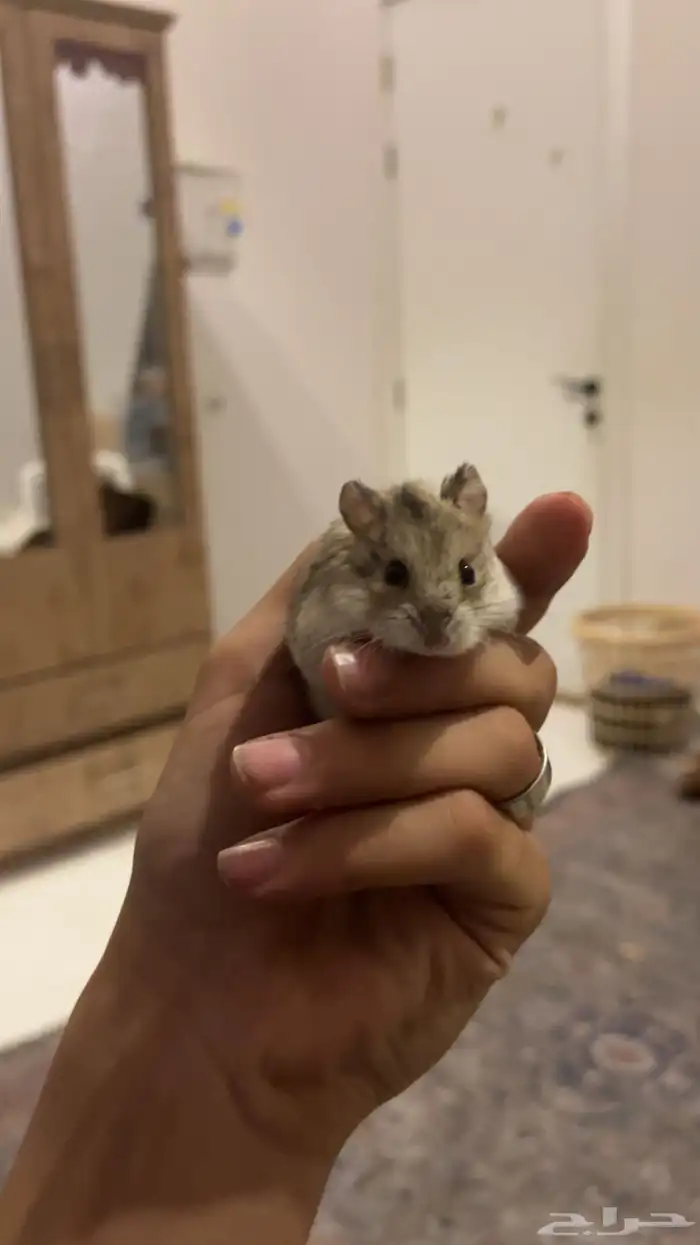 هامستر روسي 0