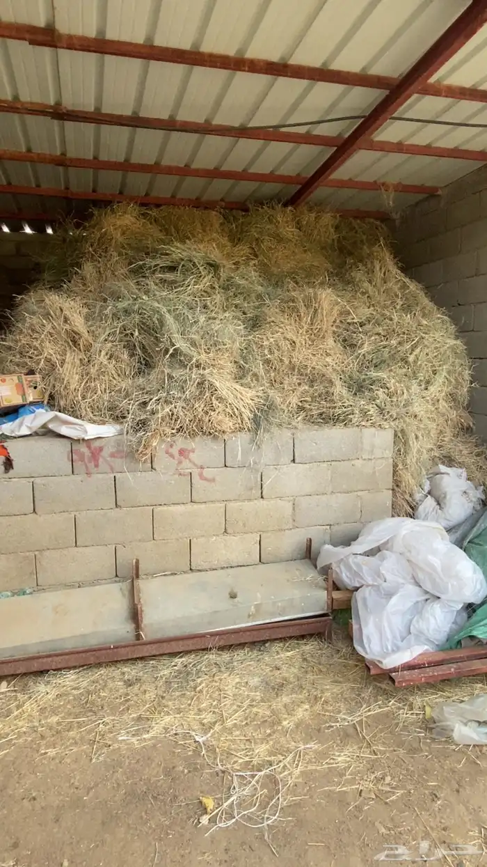 علف ( نجام ) وشعير للحلال 0