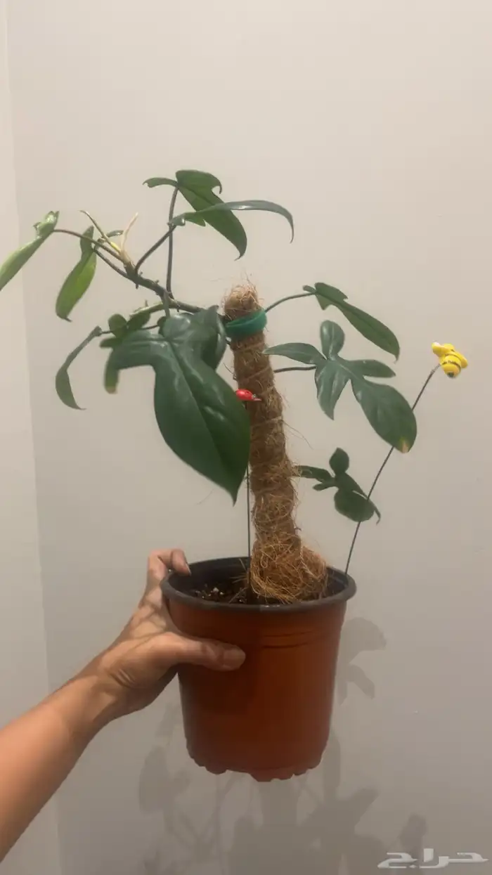 زرع منزلي داخلي بأسعار منافسة 5