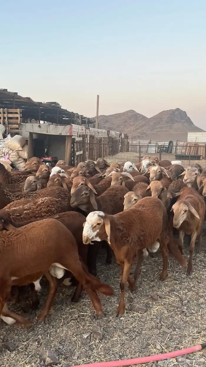 طليان سواكن حمري جادعان مرابى 1