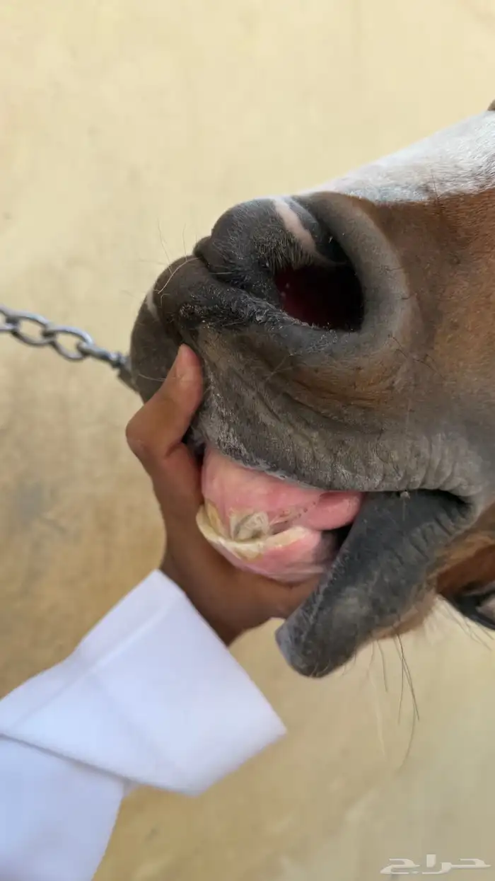 فرس حمراء للبيع 7