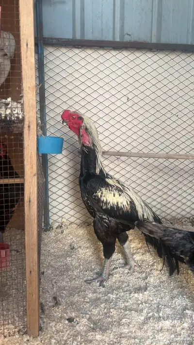 طقم اذناب الهند index