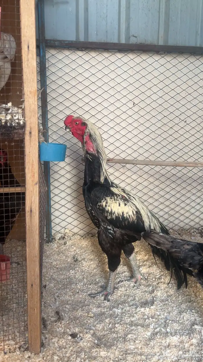 طقم اذناب الهند 5