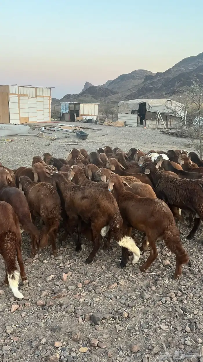 طليان سواكن حمري جادعان مرابى 19