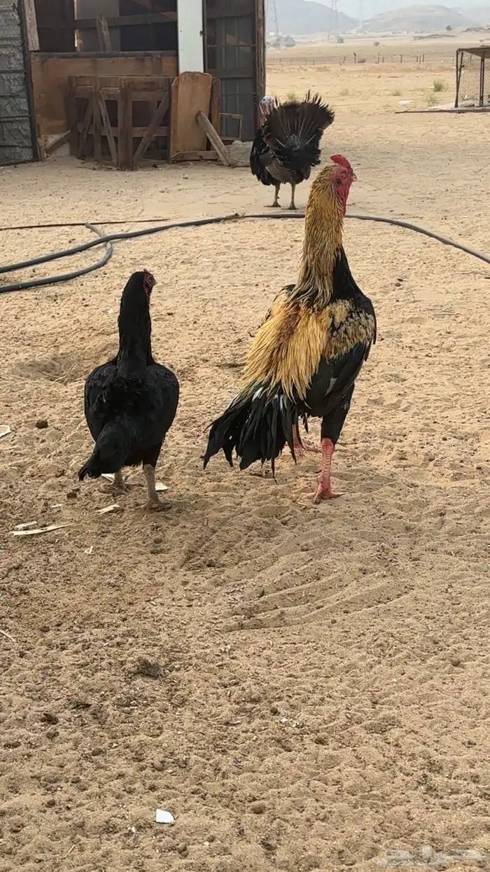 ديك سنودي بيور 2