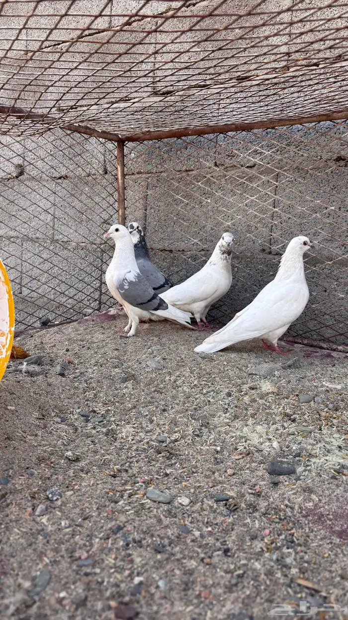 سلام عليكم للبيع ثلاثة أنثى وواحد ذكر 0