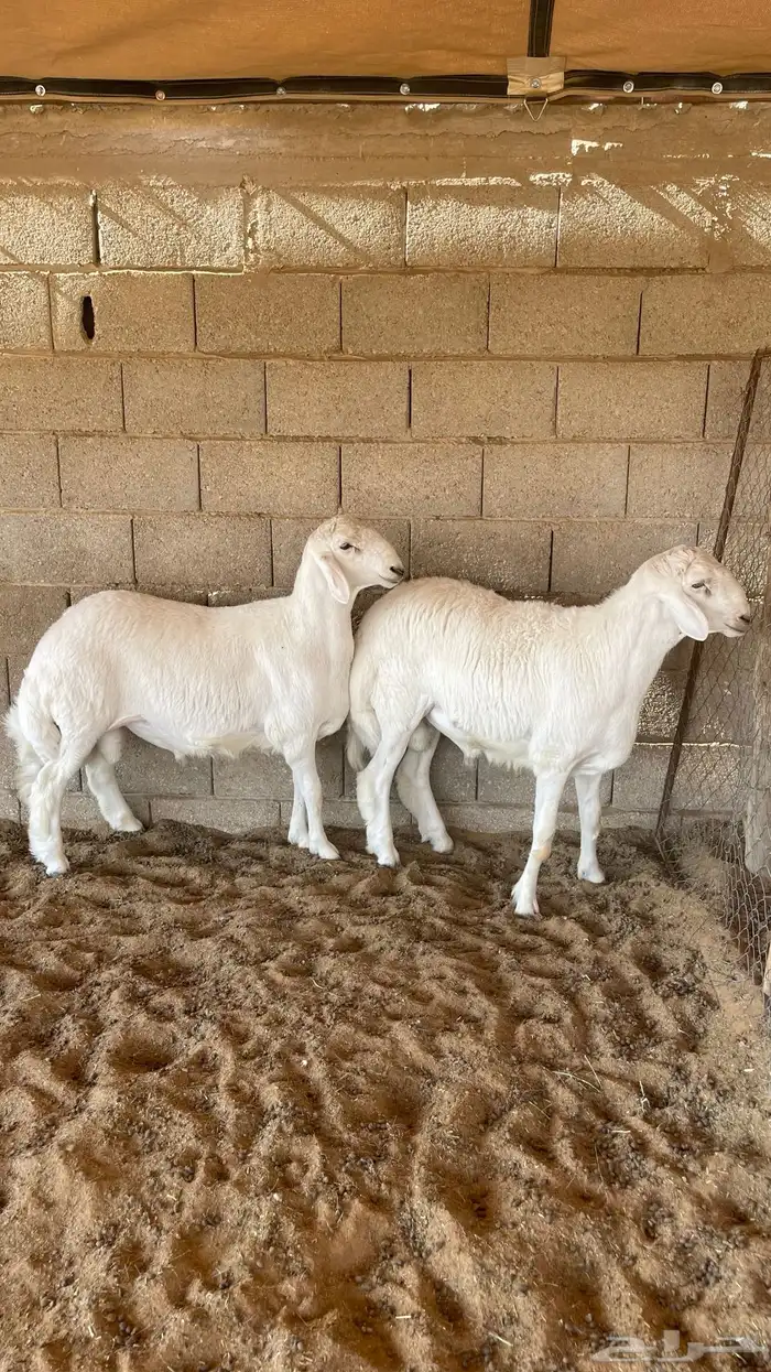 طليان حريات 1