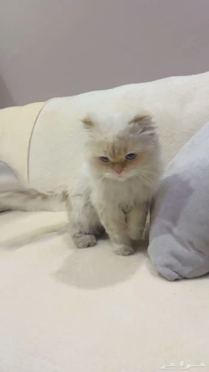 ذكر هملايا اورنج تزاوج 2