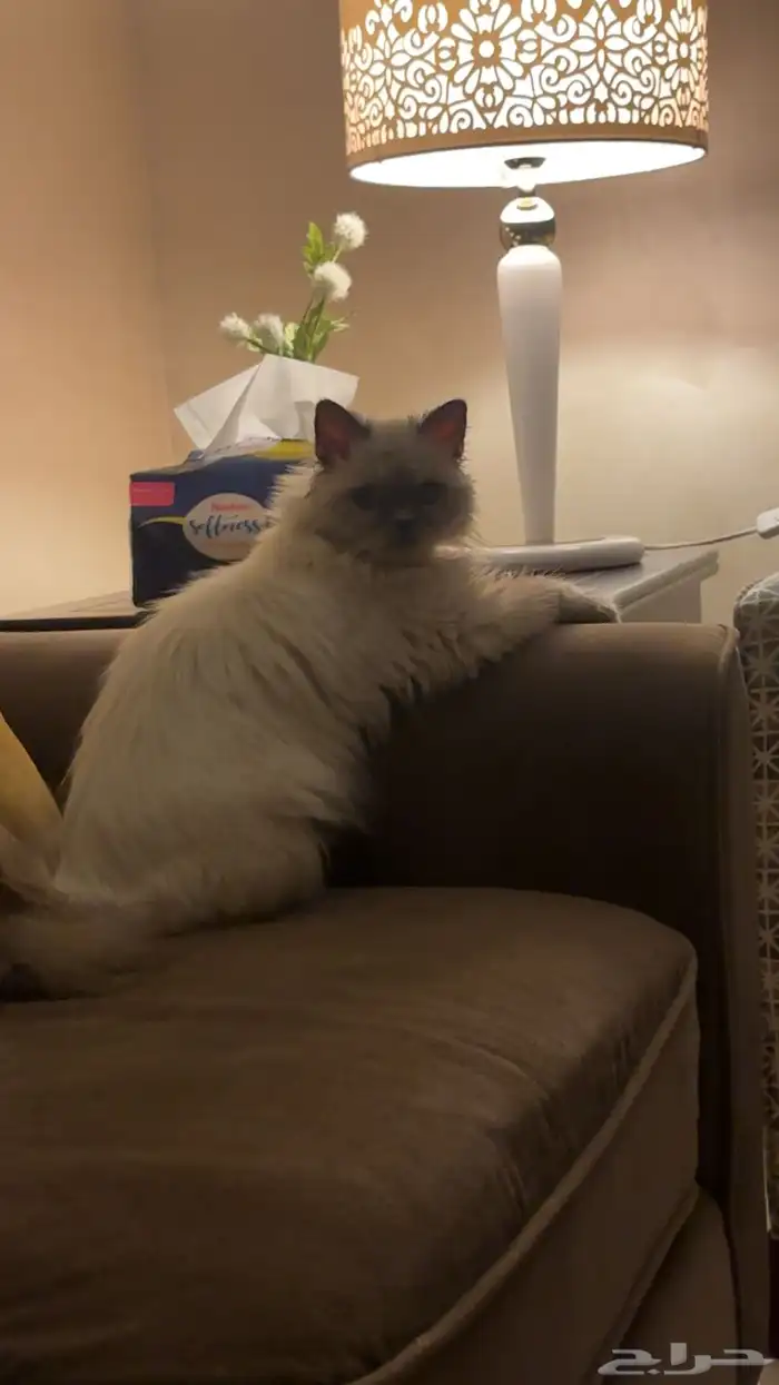 قطه هملايا لتبني عمر 6 شهور 0