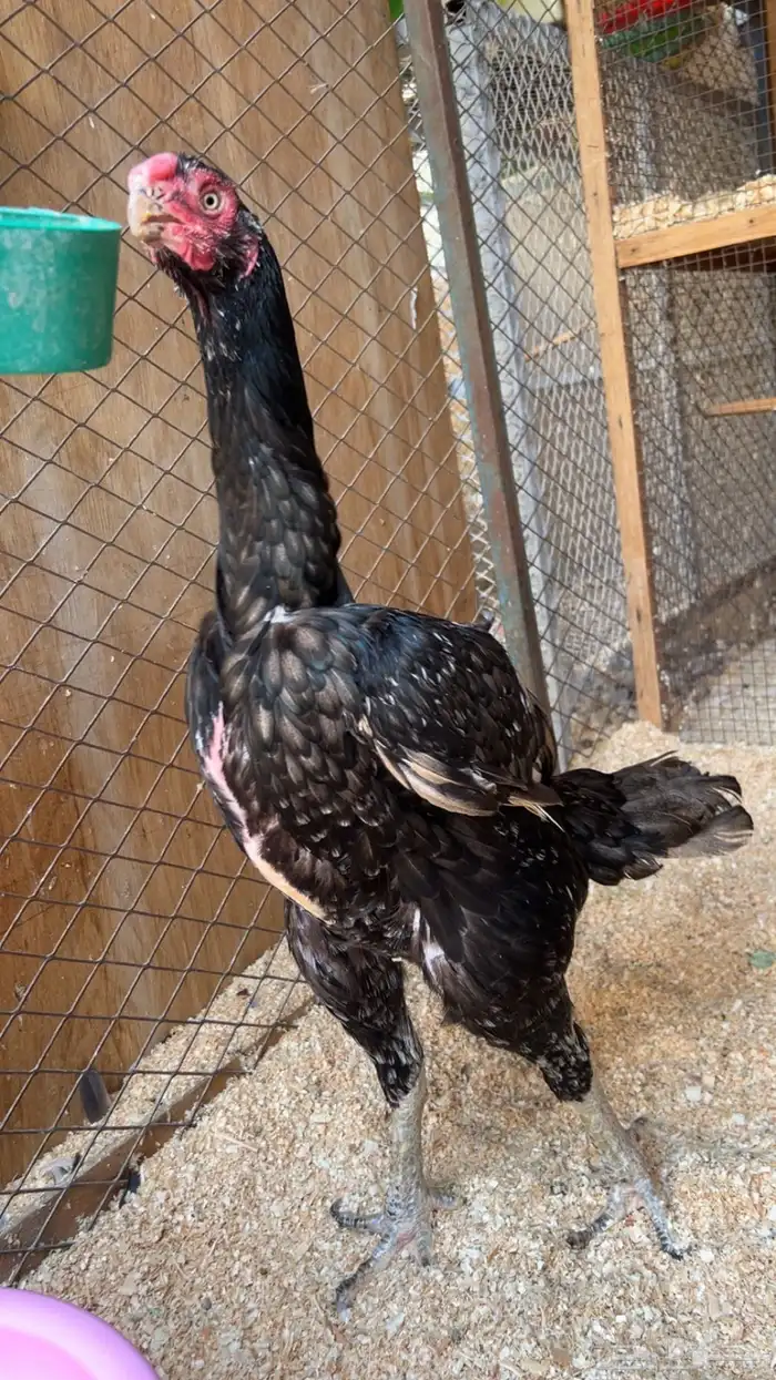 طقم اذناب الهند 2