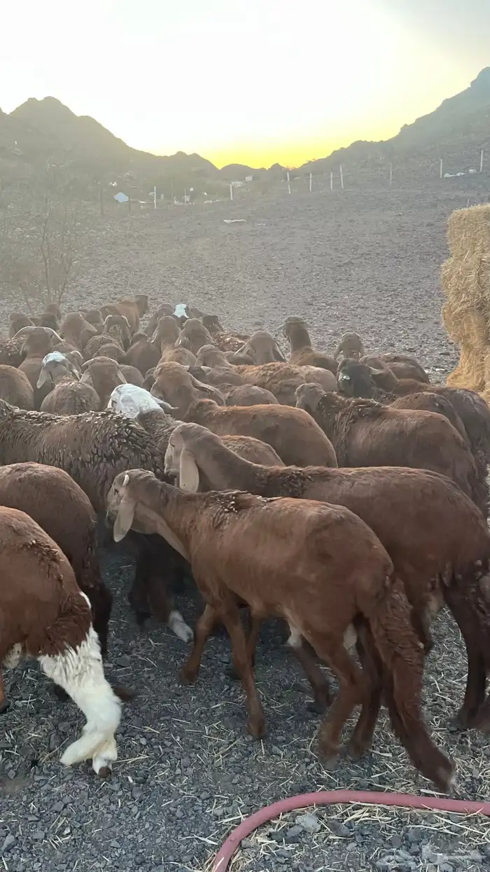 طليان سواكن حمري جادعان مرابى 12