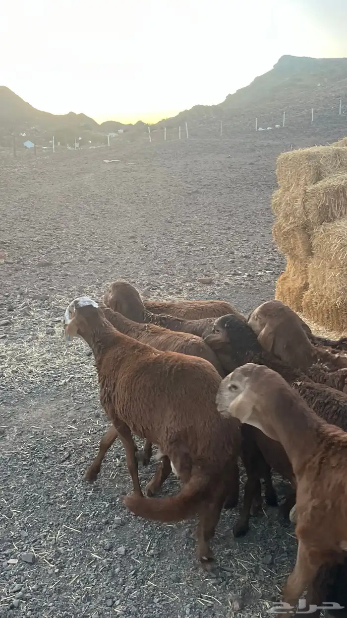 طليان سواكن حمري جادعان مرابى 6