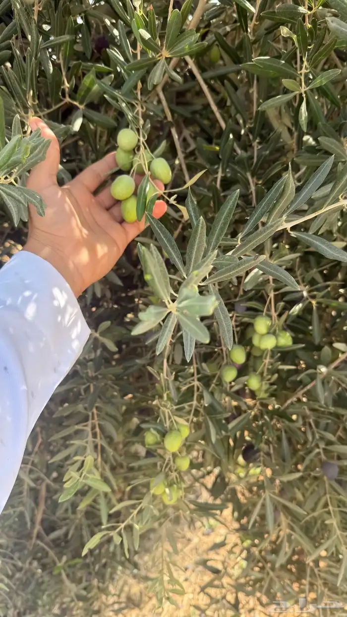 زيت زيتون مزراع باير الجوف. لون وطعم وريحه وجوده عاليه. 2