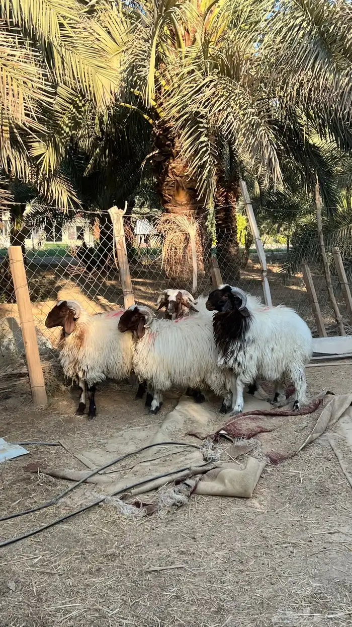 للبيع غنم نعيمي عدد 4 3