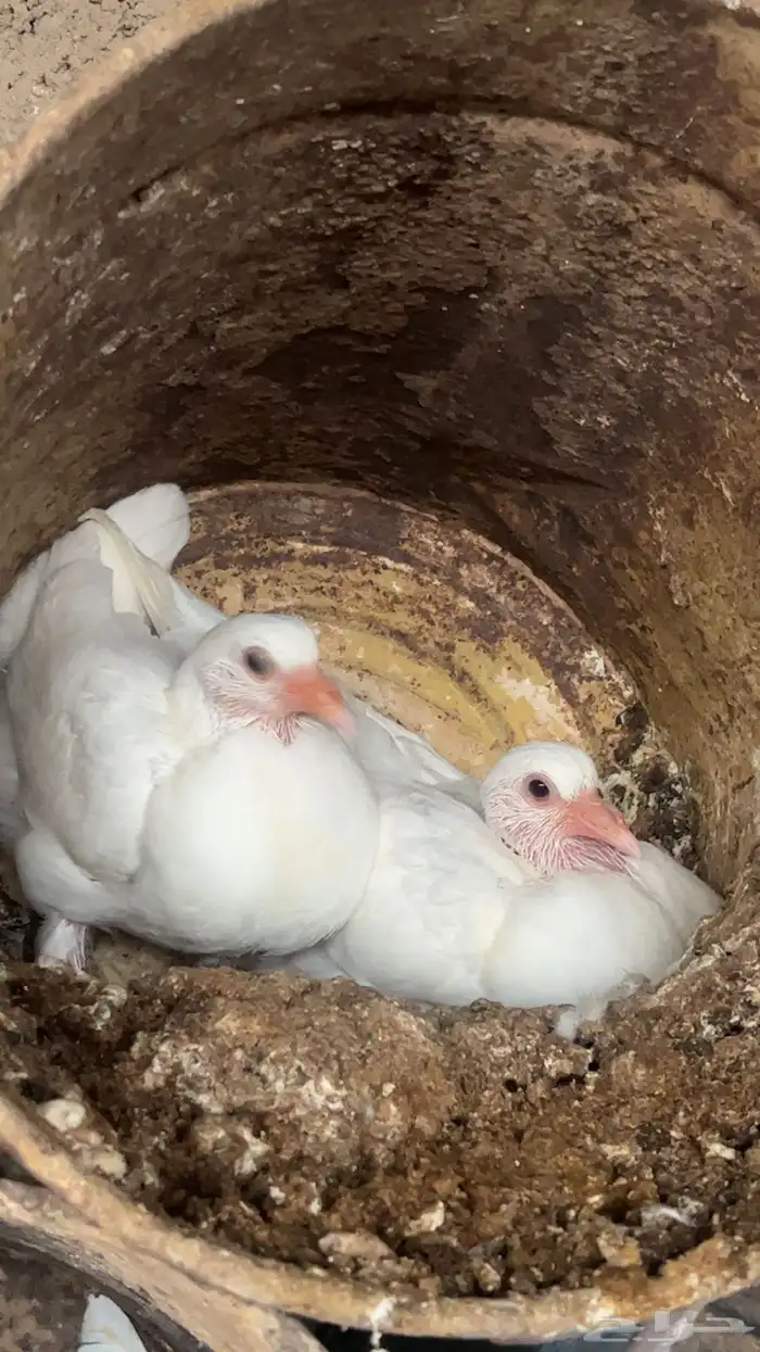 حمام زغاليل فرنسي و سلفر حجم كبير ومهات متوفر 0