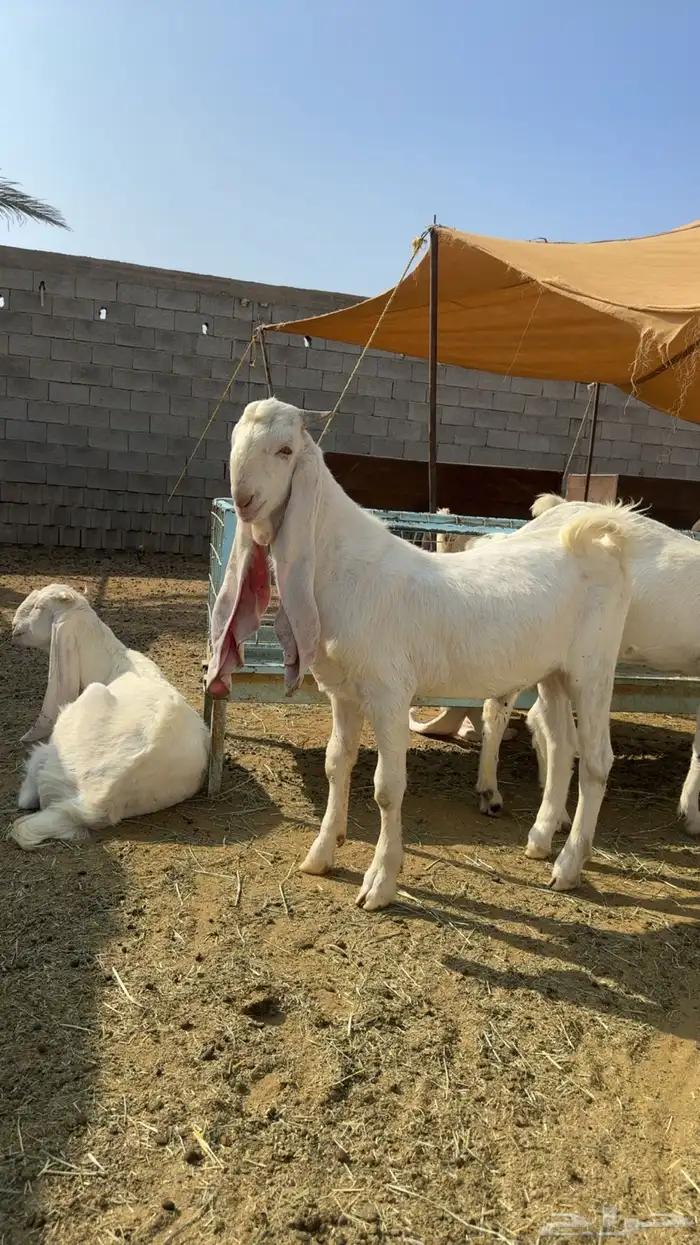 مراح معزا مطورات صنف 14