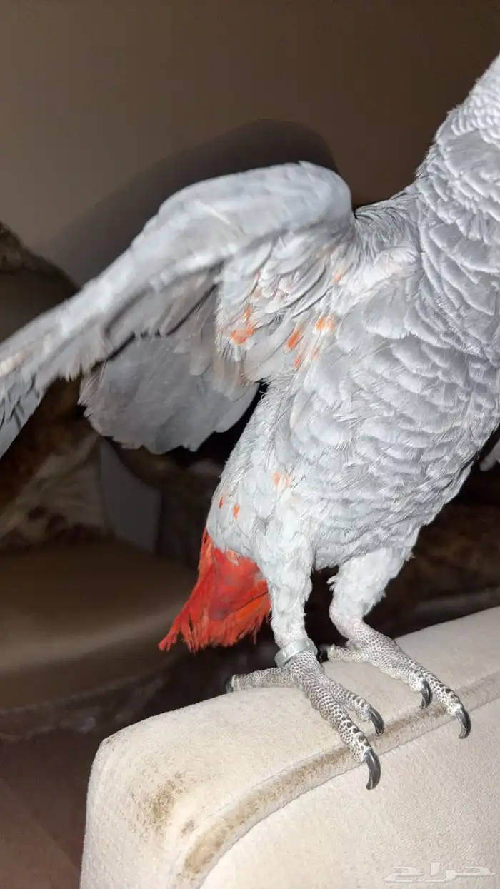 ببغاء كاسكو افريقي طفرة حمرا 6