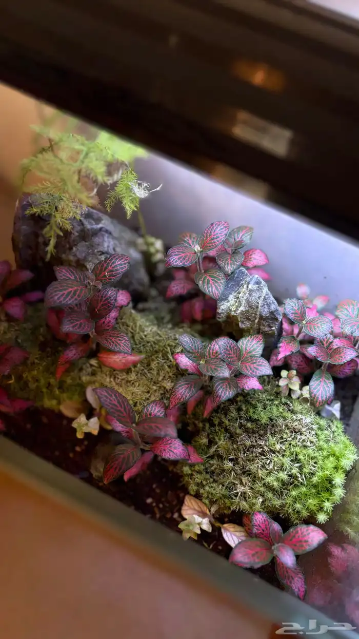 حوض زراعي تيراريوم 2