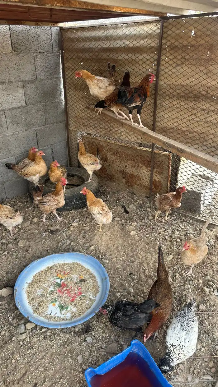دجاج بلدي ودجاج رومي للبيع 0