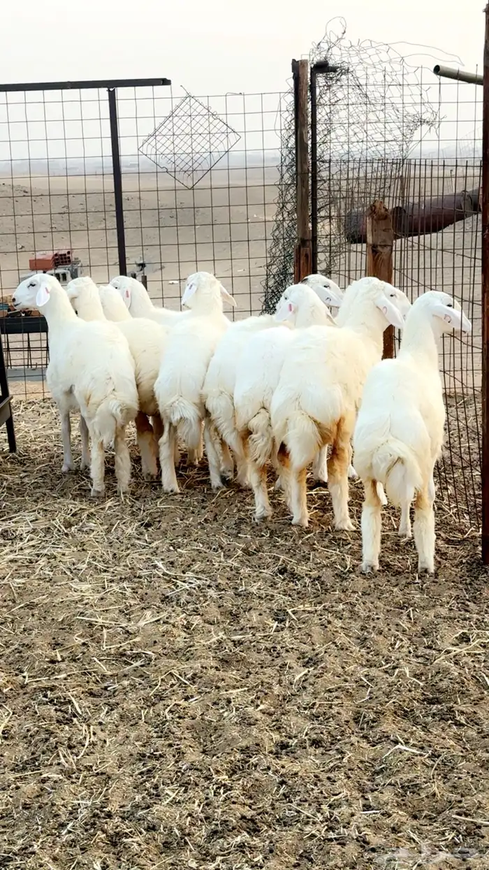 رخال حرية صنف الصنف العرض 2 للاعلان السابق 8