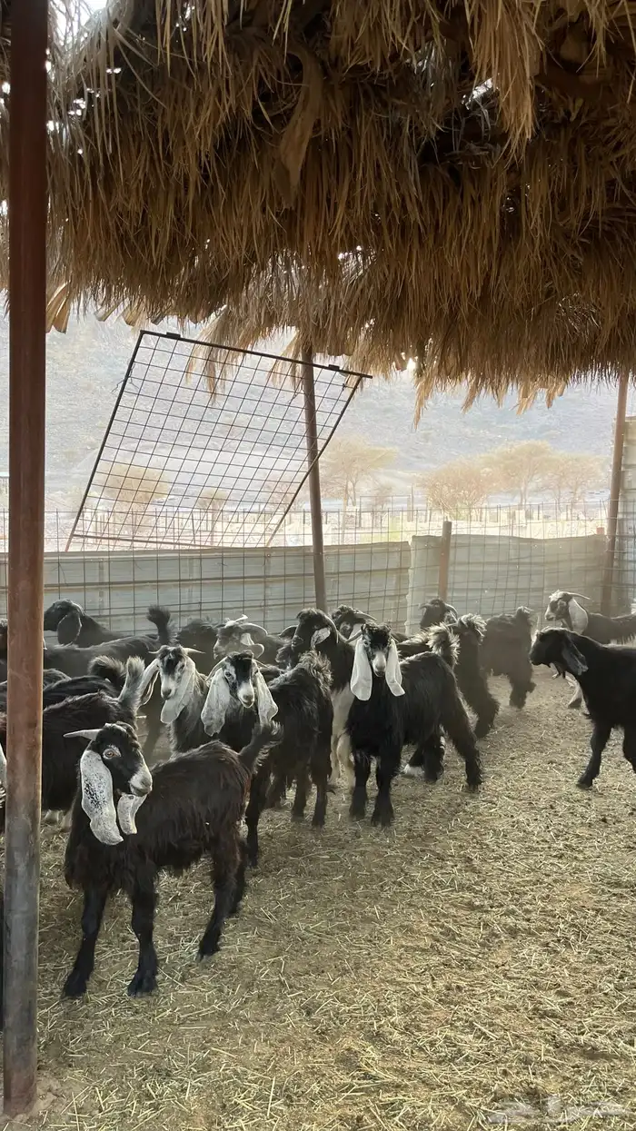 تيوس عوارض جادعان 7