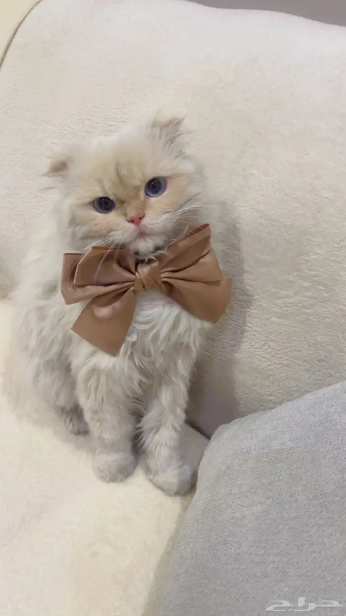 ذكر هملايا اورنج تزاوج 0