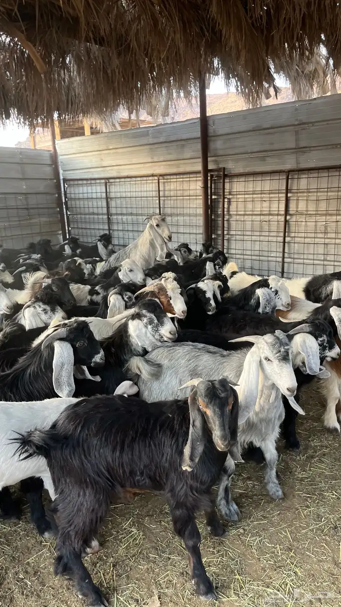 تيوس عوارض جادعان 13