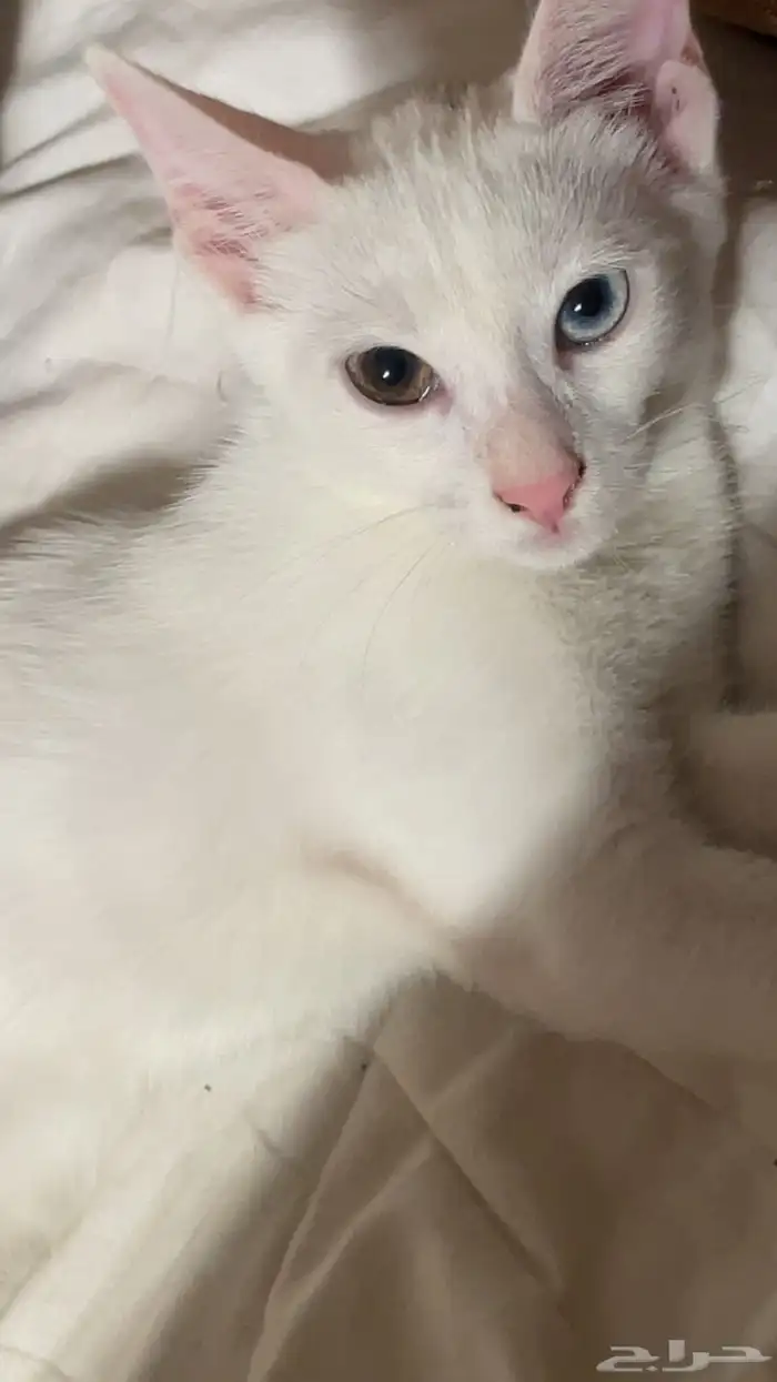 قطة انثى للتبني مجانا 0