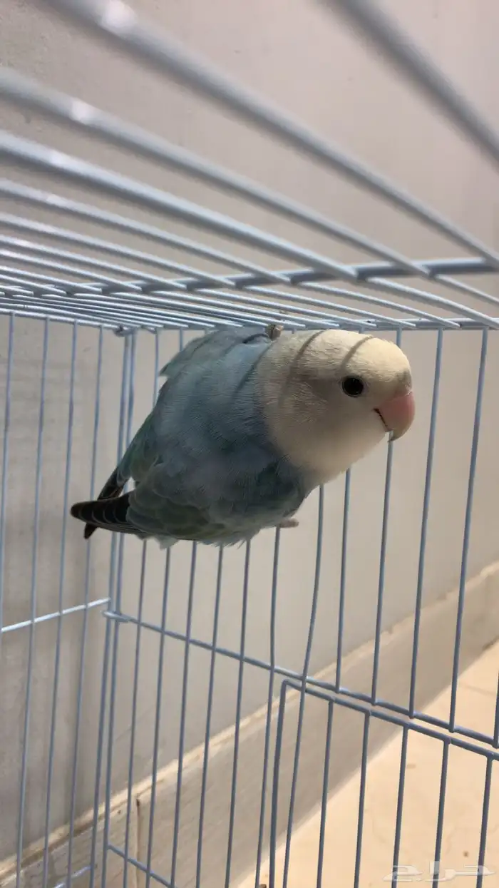 (مباع) روز بلو أنثى سوبر جامبو (جاهزة للإنتاج) 4