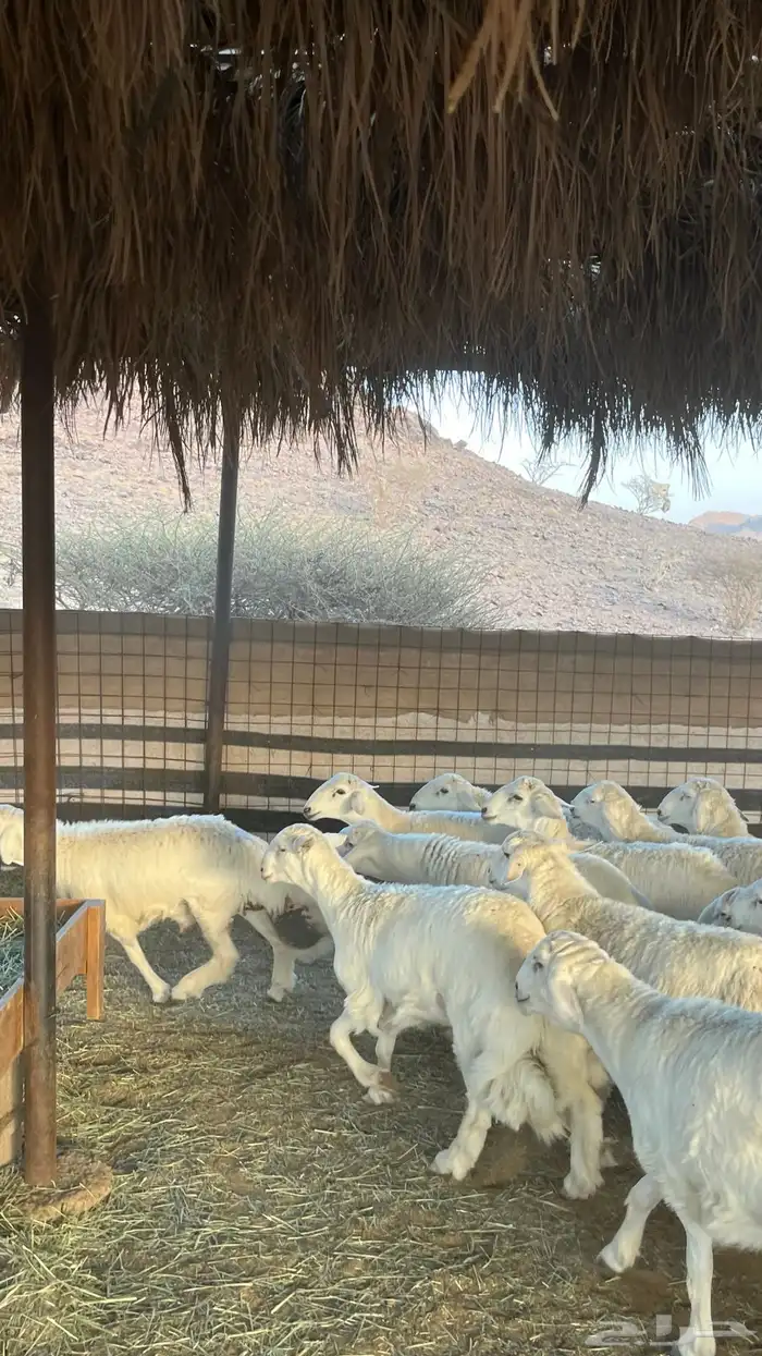 طليان حري ذبائح جادعان 17