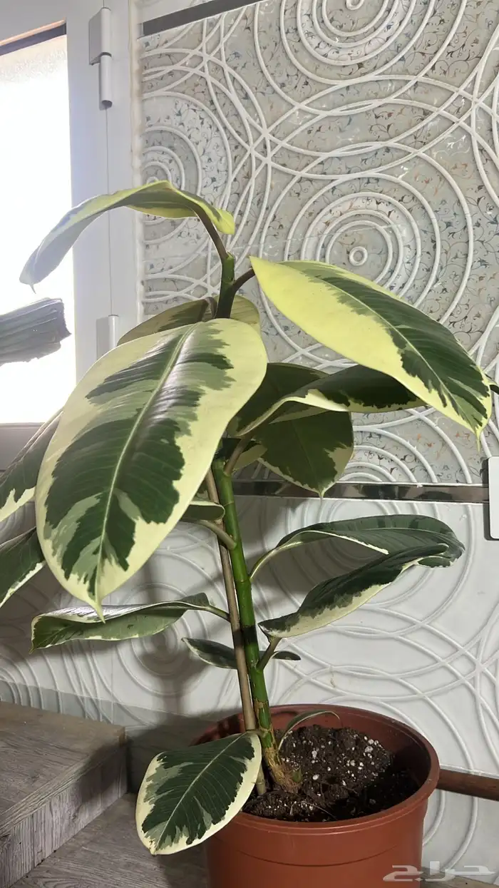 نباتات داخلية للبيع 21