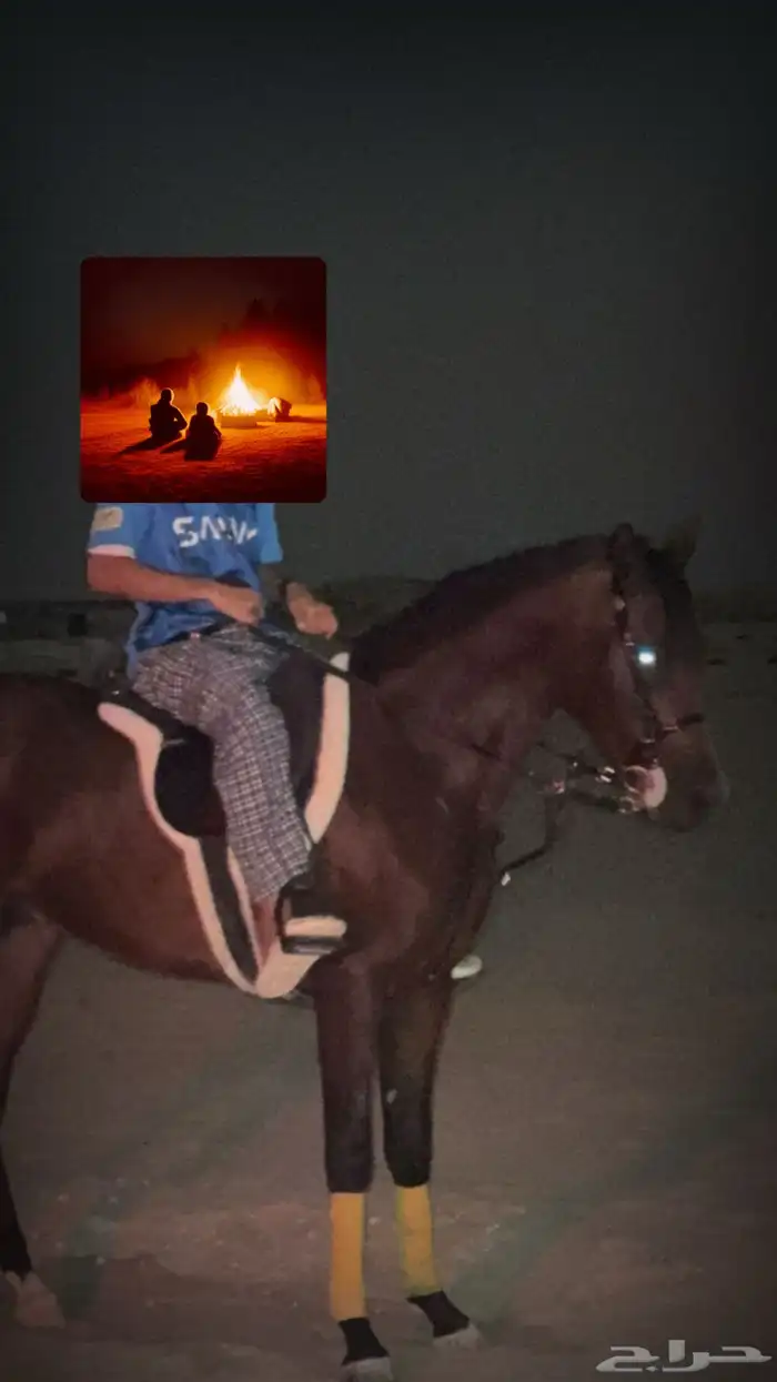 حصان شيخ فاخر 0