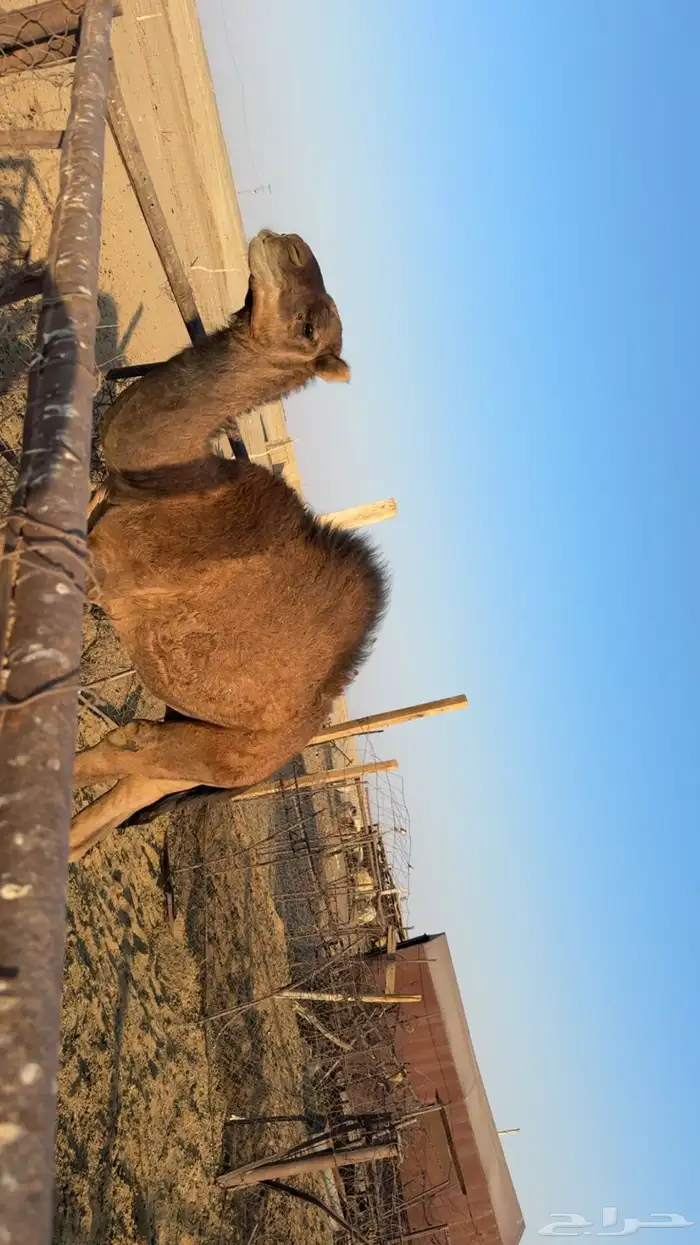 قعود طيب ومايكل الا برسيم 1