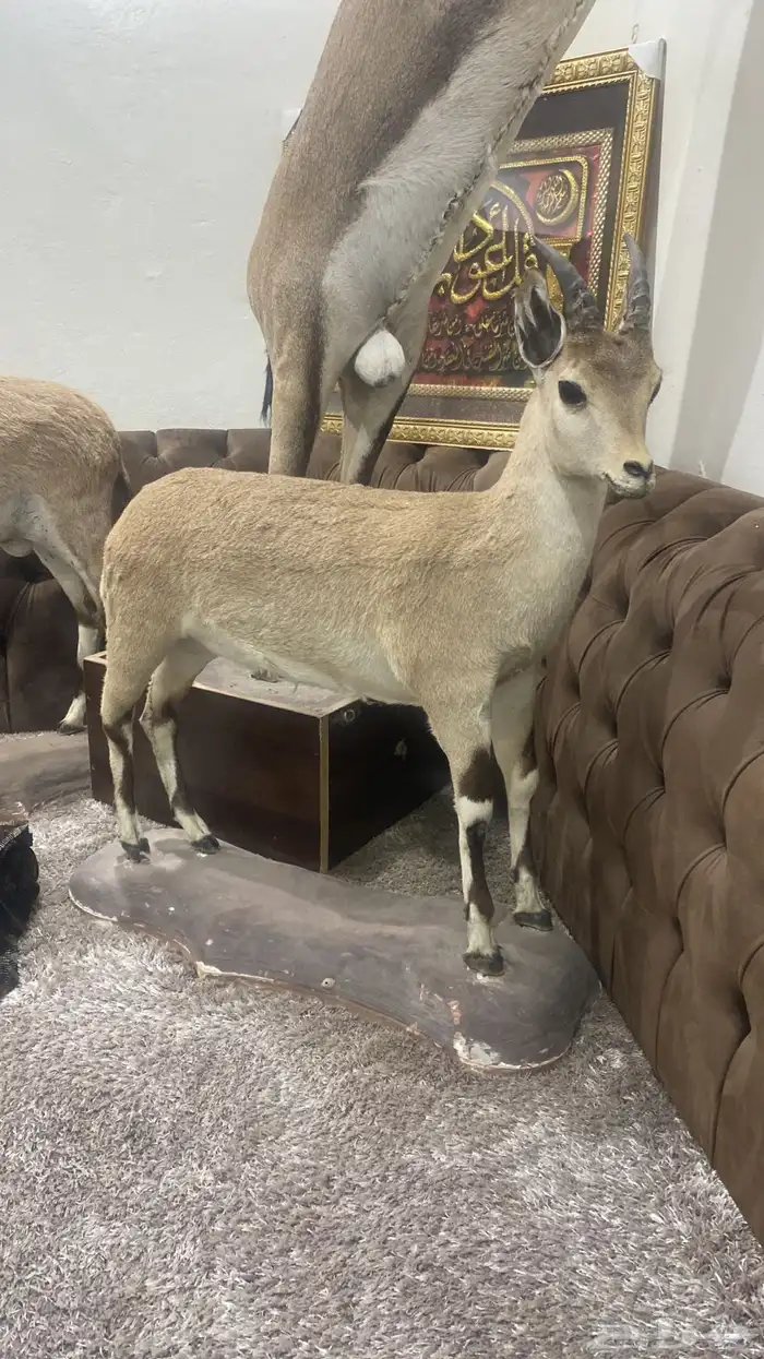 غزالان للبيع 2