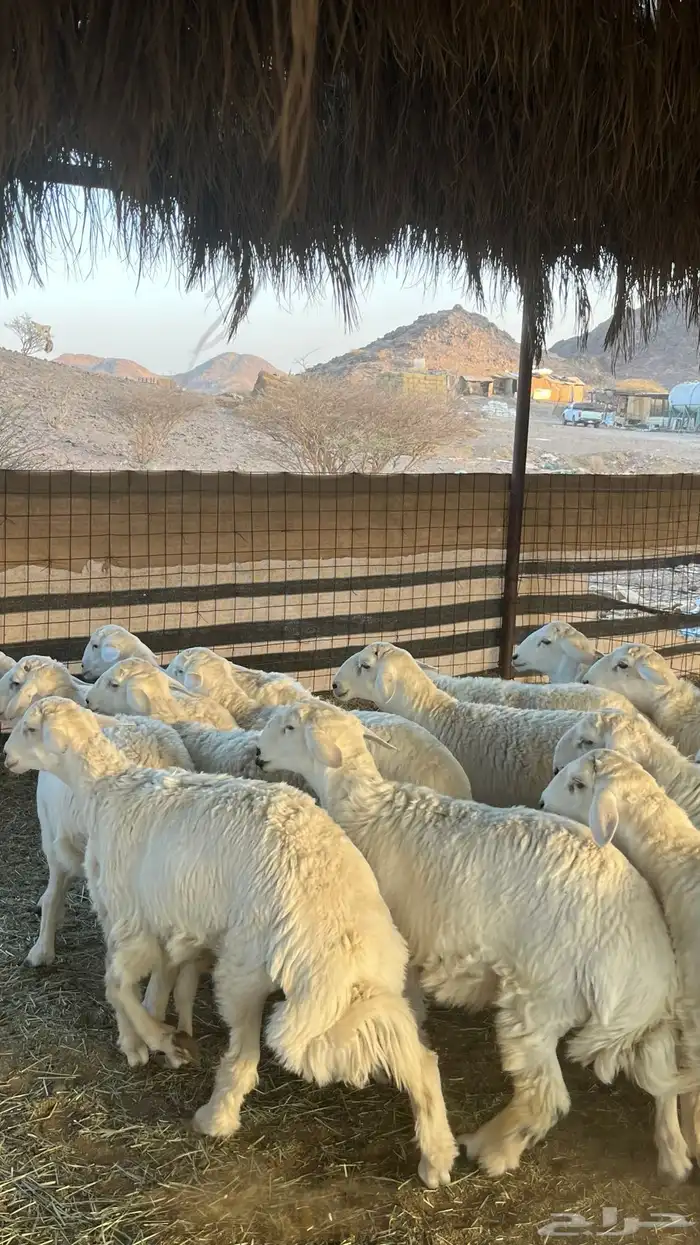 طليان حري ذبائح جادعان 33