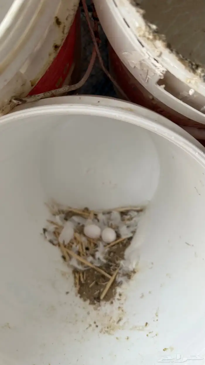 حمام فرنسي فاخررر ومنتج 12