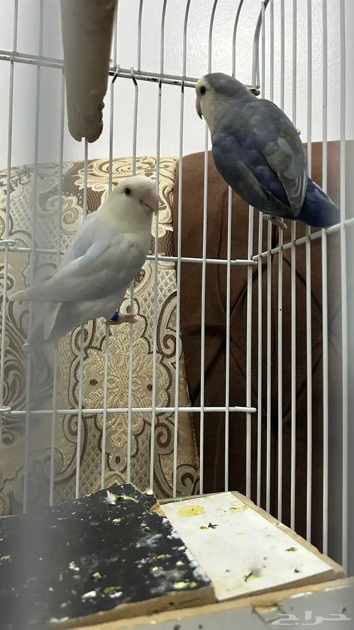 زوجين روز للبيع 3