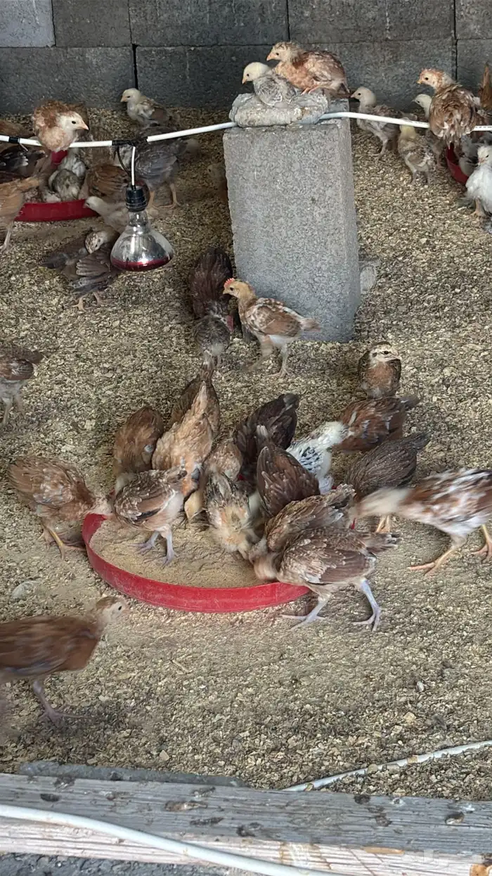 صوص بلدي عمر شهر 1