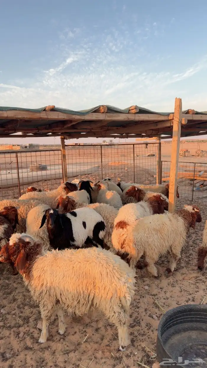 ذبائح تمارا و تابي ( بريدة) 2