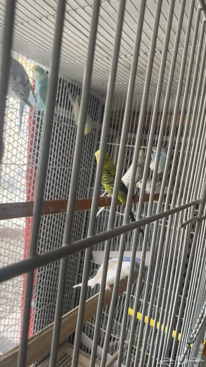 ازواج طيور بادجي للبيع 4