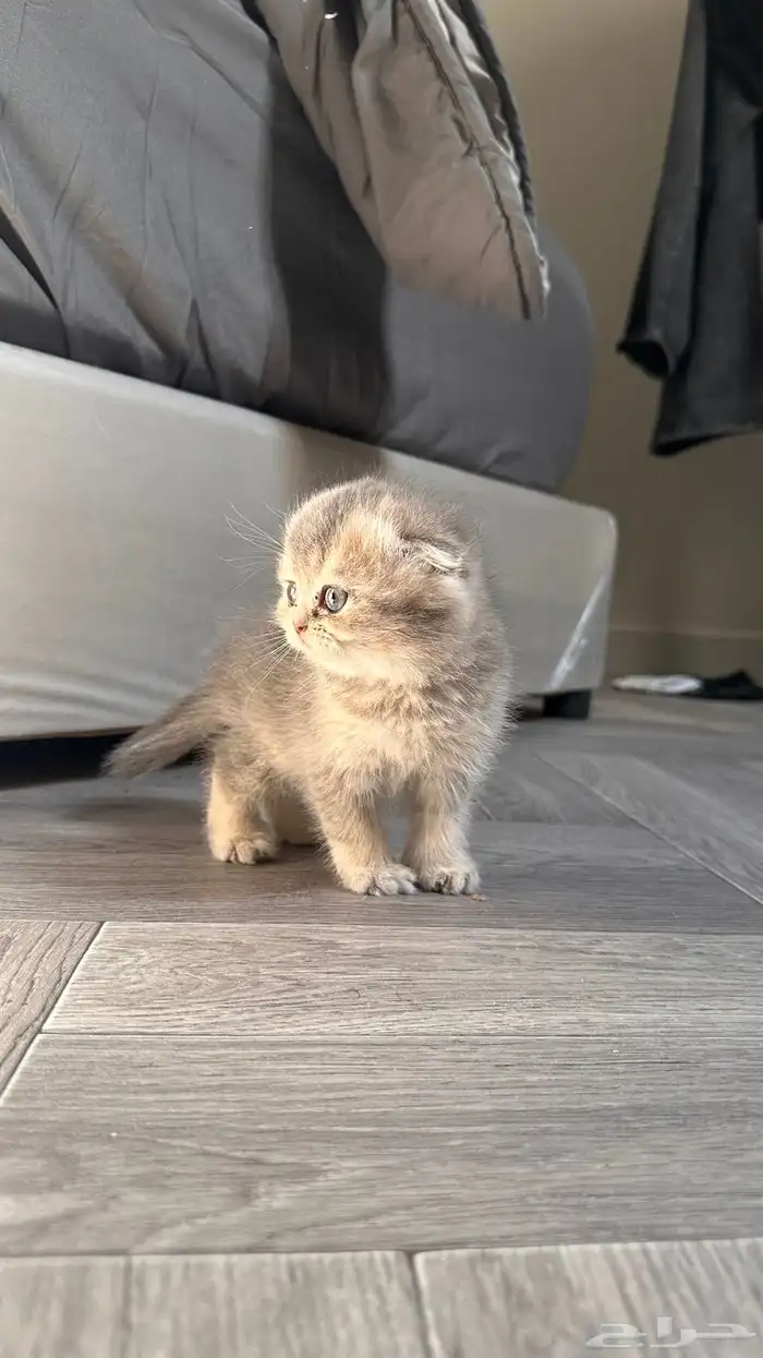 سكوتش فولد في غاية الجمال 2