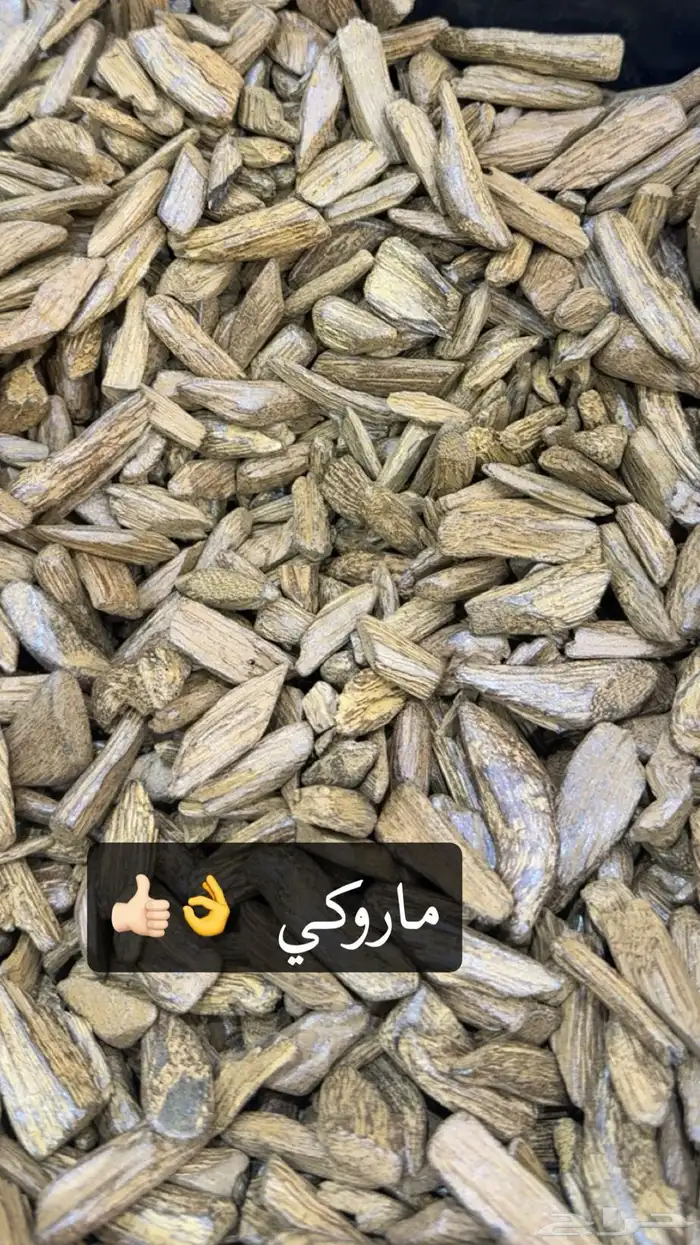 عود كفو وبطل 2