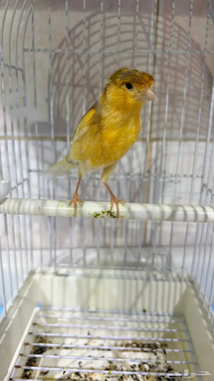 كناري سوري تغريد 0