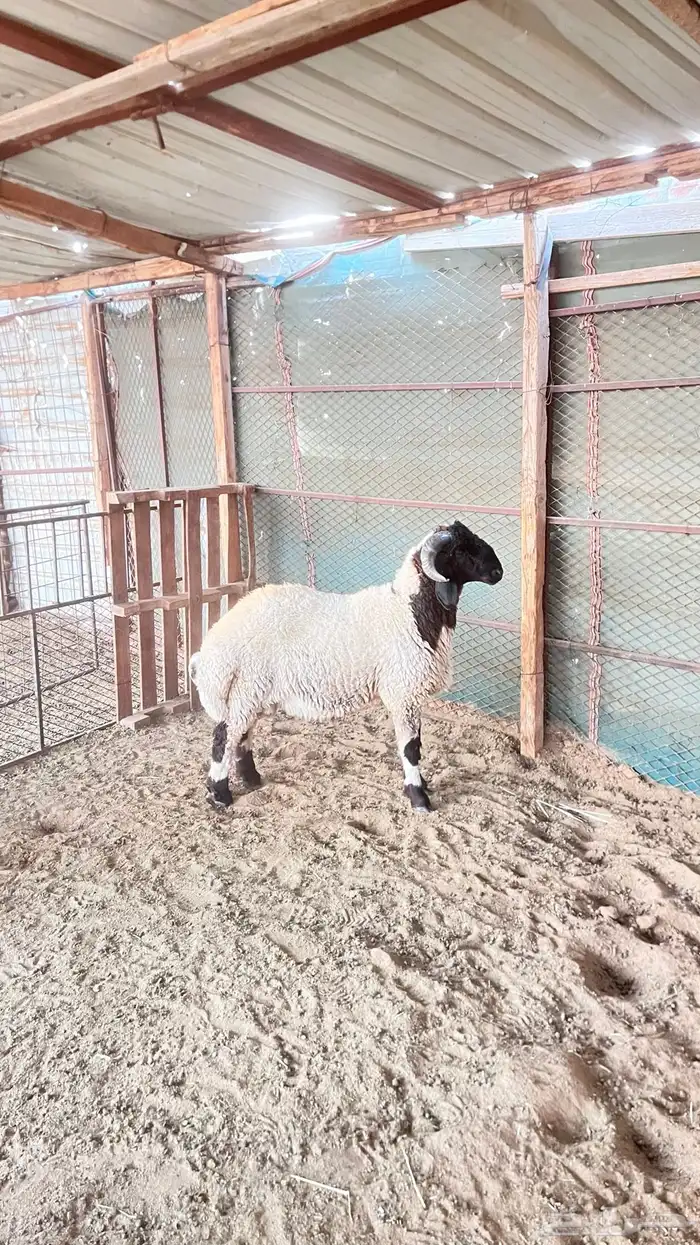 فحل نعيمي صنف 4