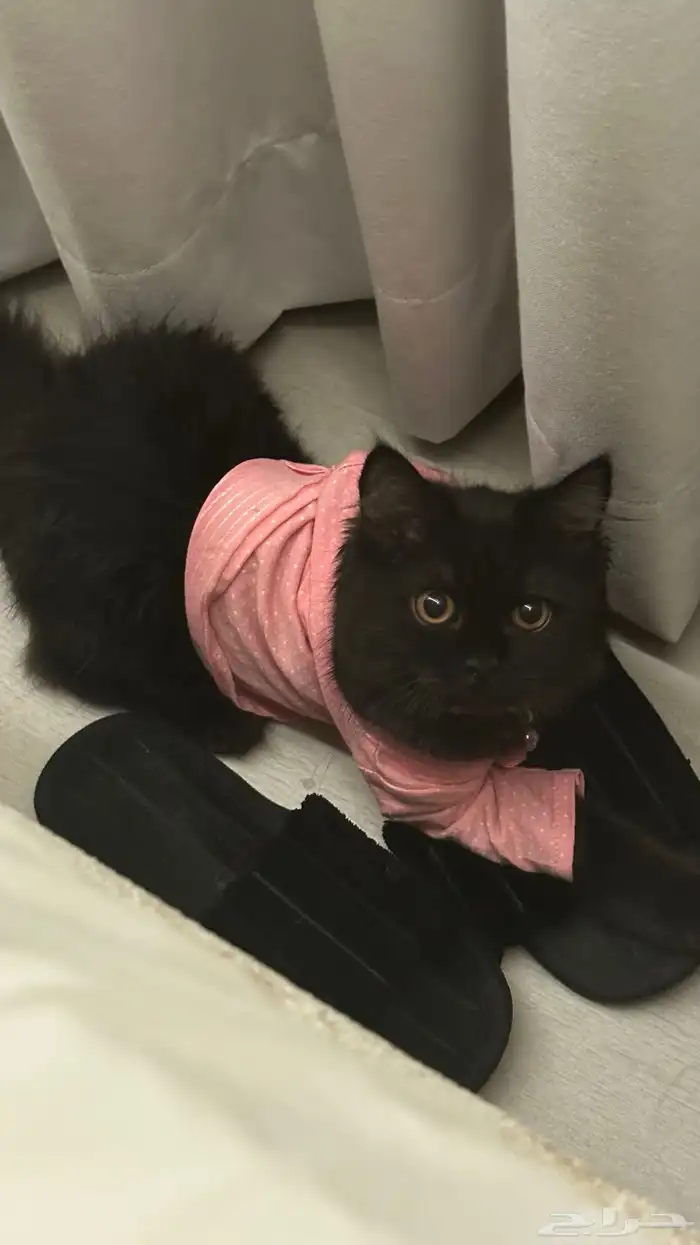 قط للبيع ب 150 1