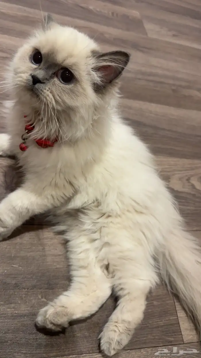 بسه هملايا 2