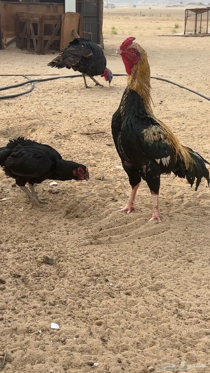 ديك سنودي بيور 1