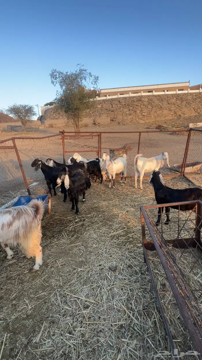 معزا للبيع 4