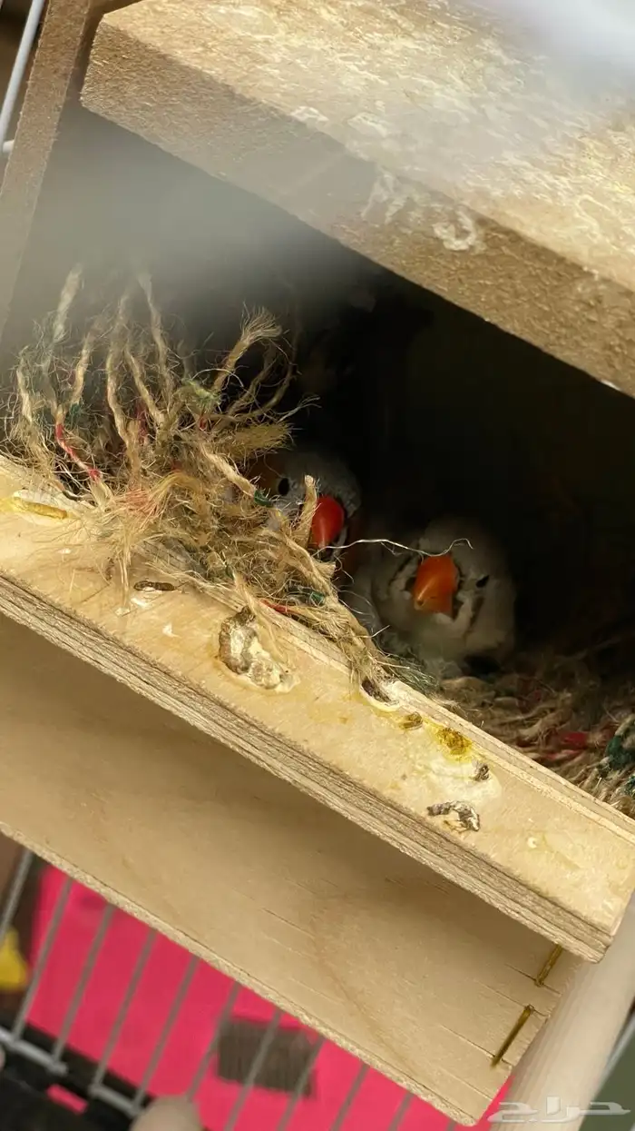 جوز زيبرا تحته بيض 0