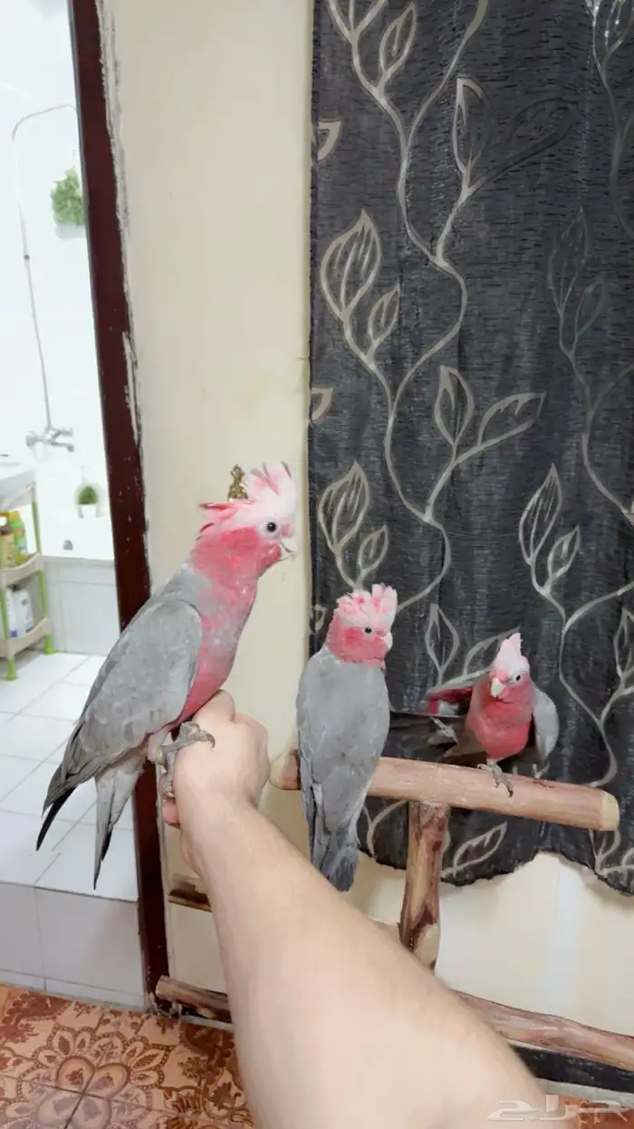 فروخ كوكاتو قالا تم البيع 2